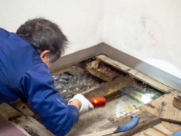 Best Fast Mold Removal  in Crookston, MN