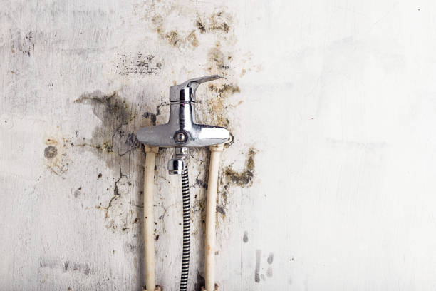 Reliable Crookston, MN Mold Removal Solutions