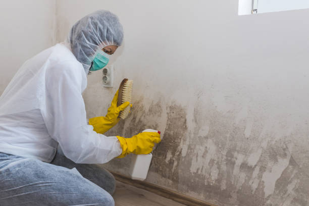 Best Attic Mold Removal  in Crookston, MN