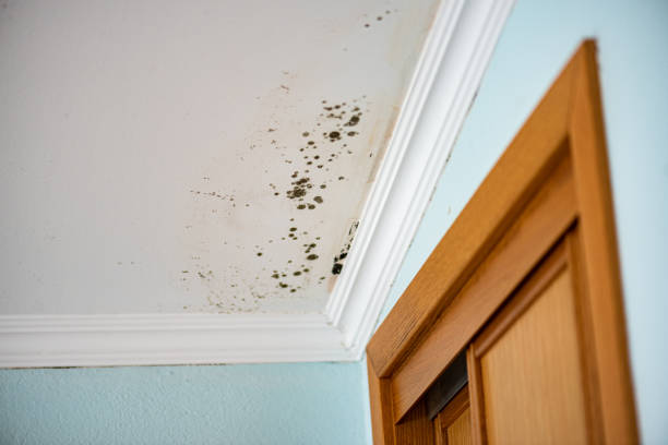 Best Certified Mold Removal  in Crookston, MN