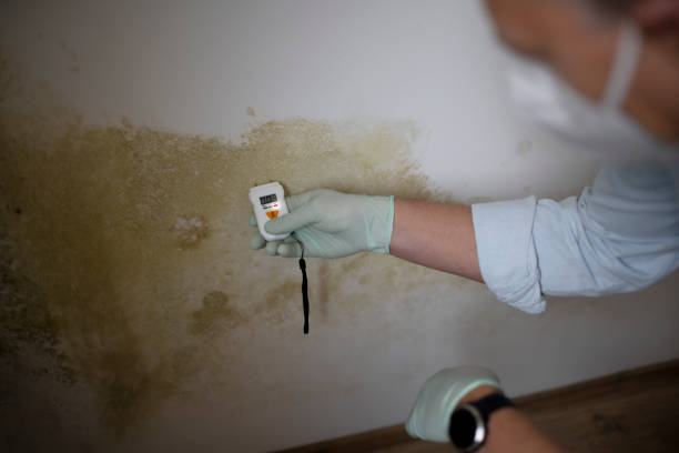 Best Professional Mold Removal  in Crookston, MN