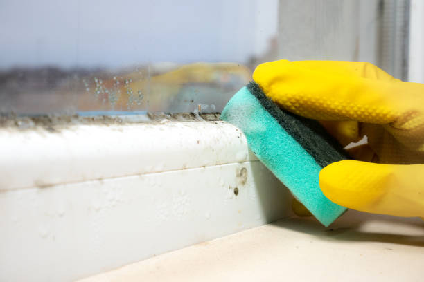 Best Mold Testing  in Crookston, MN