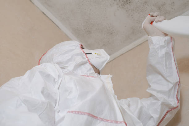 Best Black Mold Removal  in Crookston, MN