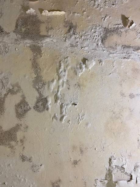 Home Mold Removal in Crookston, MN
