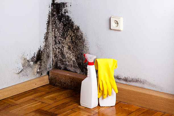 Best Mold Removal Near Me  in Crookston, MN