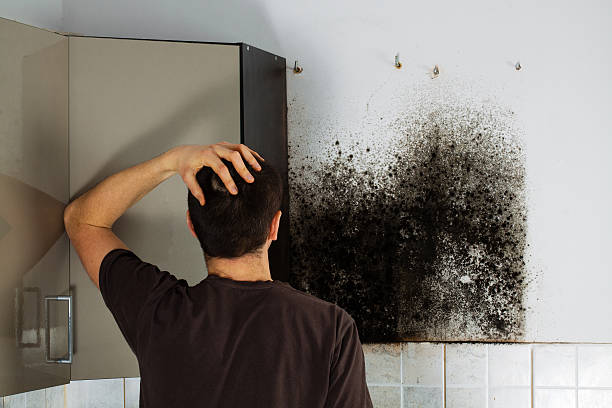 Best Commercial Mold Removal  in Crookston, MN