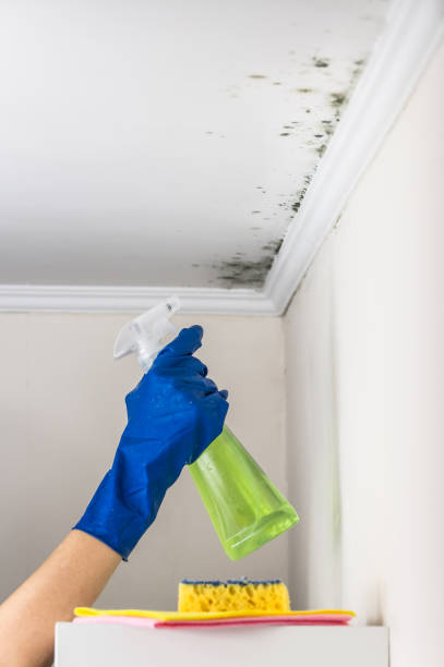 Best Black Mold Removal  in Crookston, MN